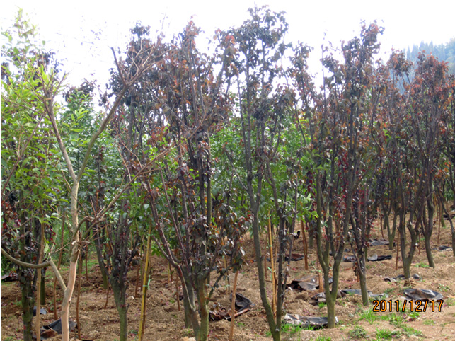 昆明高?；兀ㄈ?高海苗圃