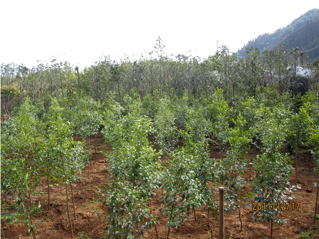 昆明高?；兀ㄋ模?高海苗圃