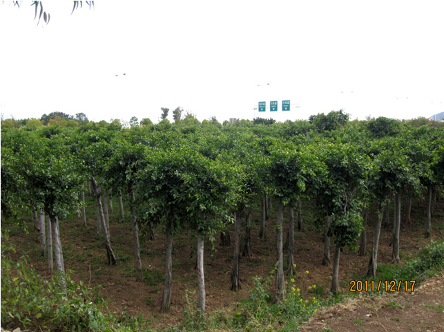 昆明高?；兀ǘ?高海苗圃