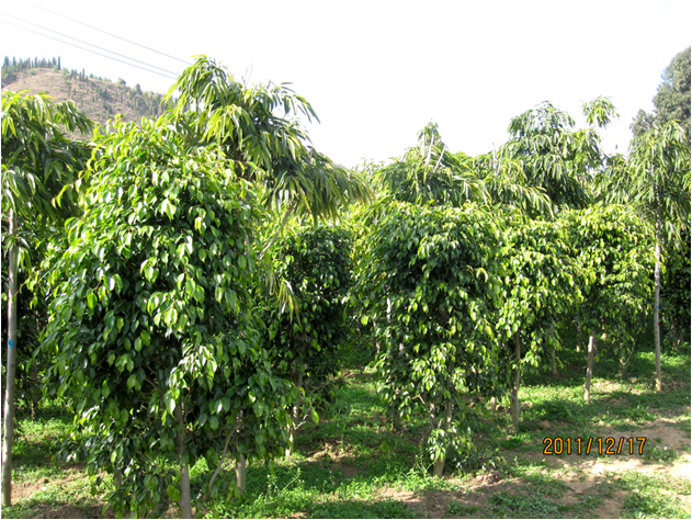 昆明高?；兀ㄒ唬?高海苗圃