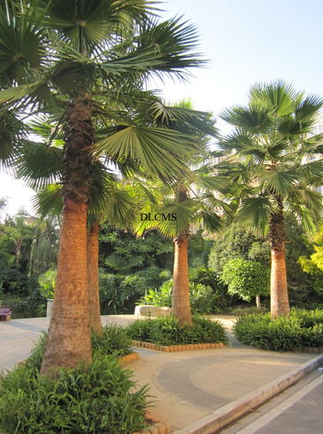 體育城二期景觀(guān)施工實(shí)景-景觀(guān)施工